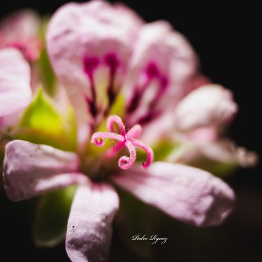 PEROMA_PHOTO en Hamelin: Flora  (Vélez-Málaga), #flora22