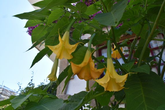 Solerantonio2 en Hamelin: Flora  (Avenida del Mediterráneo), Planta