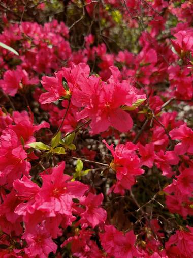 IreneRoldan en Hamelin: Flora  (Madrid), Rhododendron calendulaceum, Primavera en el #realjardinbotanicomadrid 