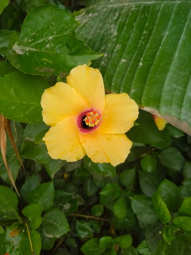 Solerantonio2 en Hamelin: Flora  (Avenida del Mediterráneo), Hibiscus ovalifolius, Planta