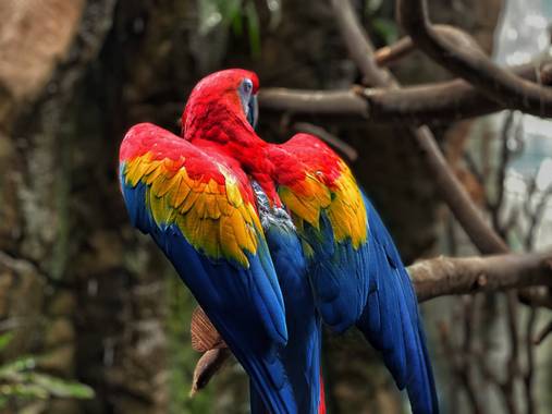 Cristobal avila en Hamelin: Fauna, Ara macao (Linnaeus, 1758), #guacamayas #guacamayorojo #aves 