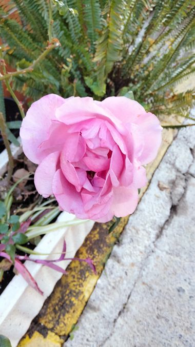 Solerantonio2 en Hamelin: Flora  (Almería), Rosas de jardin