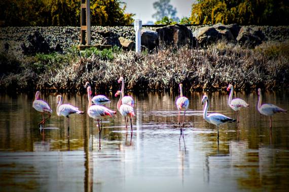 Jomacaes70 en Hamelin: Fauna  (Huelva), #flamencos 