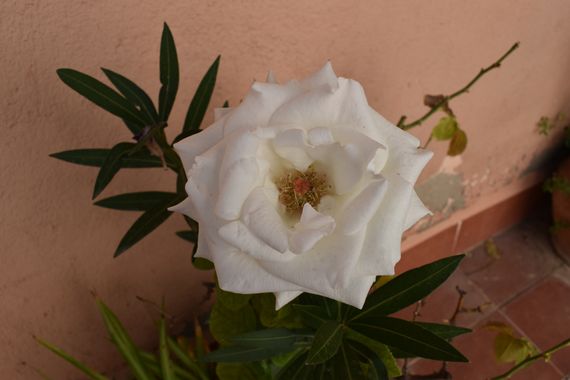 Solerantonio2 en Hamelin: Flora  (Almería), Rosas de jardin