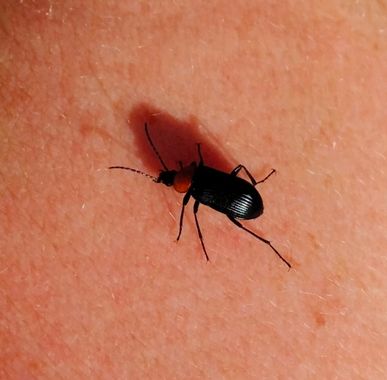 Solerantonio2 en Hamelin: Fauna  (Níjar), Insecto