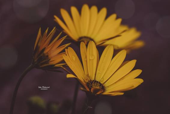 Lidia en Hamelin: Flora  (Zaragoza), Dimorphotheca sinuata, #flora21 