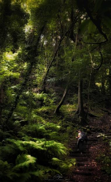 Eduardo García en Hamelin: Flora  (Santa Cruz de Tenerife), Imágen tomada en la Isla de la Palma en el Parque Natural del Cubo de la Galga.
Dicha fotografi...