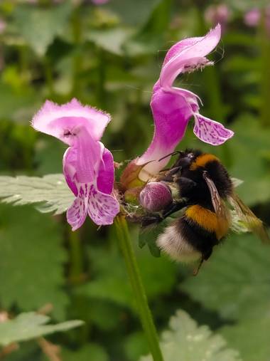 Eritz.cortazar en Hamelin: Fauna  (Bilbao), Abejorro recolectando polen sobre una ortiga fétida (lamium maculatum, Linnaeus 1758)🐝

#abejorro #bombus #bom...