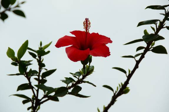 Ninigabi en Hamelin: Flora  (Isla Cristina), Hibiscus rosa-sinensis, #Hibiscorojo