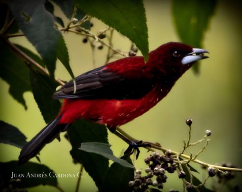 juanandrescardona01 en Hamelin: Fauna  (Gómez Plata), Ramphocelus dimidiatus Lafresnaye, 1837, Toche o Sangretoro pico de plata, especie passeriforme perte...