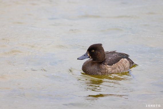 Ignoto en Hamelin: Fauna  (Grímsnes- og Grafningshreppur), Aythya fuligula (Linnaeus, 1758)