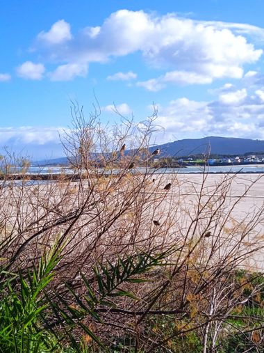 Susandresro en Hamelin: Fauna  (Foz), Playa Rapadoira