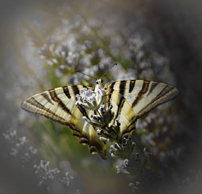 rqsalcedo en Hamelin: Fauna  (Madrid), #mariposa 