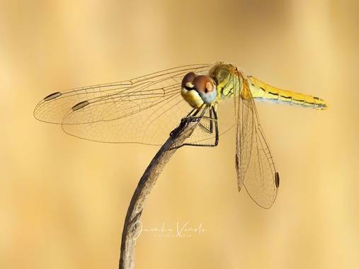 Juankafv en Hamelin: Fauna  (Málaga), Todavía podemos ver a estas preciosidades volar por el Sur de Málaga,Andalucía (España)
#libelulas #color #campo #nat...