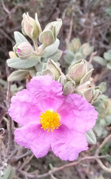 Solerantonio2 en Hamelin: Flora  (Almería), Planta
