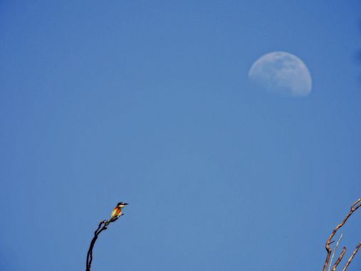 Georginaag en Hamelin: Fauna  (Castelló d'Empúries), Merops apiaster Linnaeus, 1758, #fauna #cumplehamelin #abejaruco 