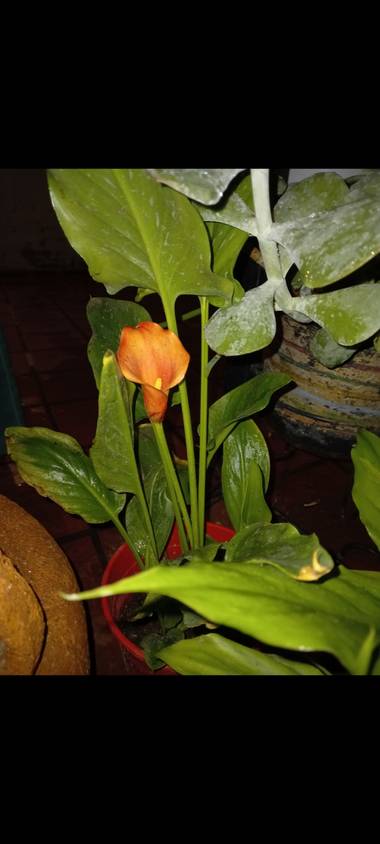 olgabijoux.ot en Hamelin: Flora  (Luján de Cuyo)