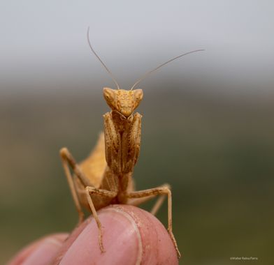 ComunicarCaminante en Hamelin: Fauna  (Sinnai), Casta, amigable, enigmática, tranquila,  peligrosa para sus pretendientes y letal cazadora.

#mantis #manti...