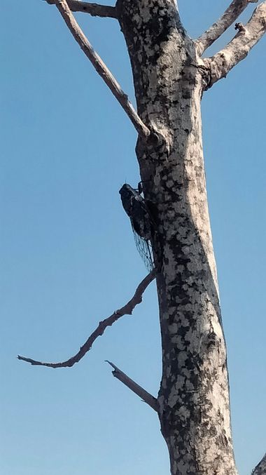 Solerantonio2 en Hamelin: Fauna  (La Marina), Insecto cigarra