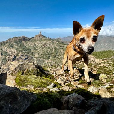 Guiriweb en Hamelin: Fauna  (Santa Lucía de Tirajana), Mascotas #mascotas #canarias #islascanarias  #guiriweb