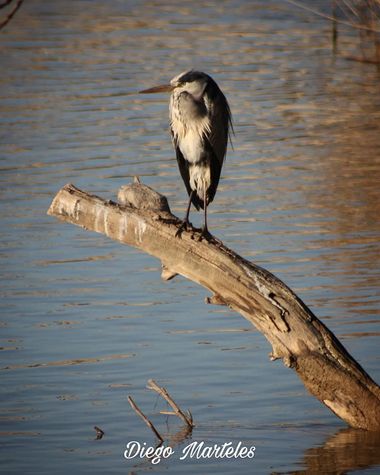 Diego en Hamelin: Fauna  (Zaragoza), #garzareal #ardeacinerea #aves #canon #zaragoza #ebro 