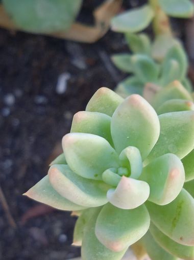 V.G en Hamelin: Flora, #suculenta#plantadejardín#plant#gardenplant
