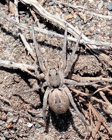 Solerantonio2 en Hamelin: Fauna  (La Marina), Araña lobo