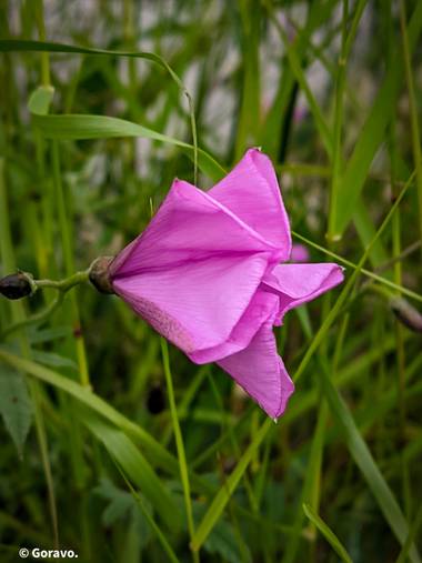 Jordi.avivar1 en Hamelin: Flora  (Montroy), Convolvulus althaeoides, #flora21