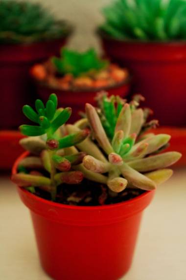 BrenMG en Hamelin: Flora  (Cuautla), Sedum pachyphyllum, 💘🙀