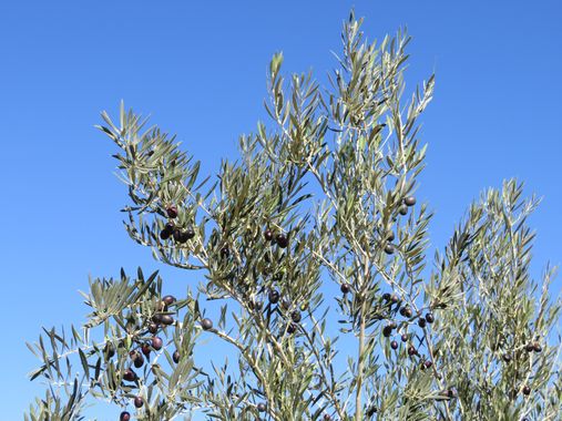 Solerantonio2 en Hamelin: Flora  (Alboloduy), Olea europaea, Olivo