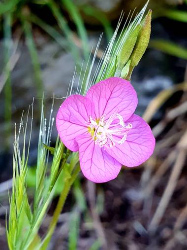 Melchique en Hamelin: Flora  (Los Silos), Oenothera rosea, #islascanarias #tenerife #naturephotography #flora21 @melchique 