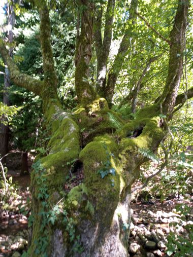 Alquimia Natural en Hamelin: Flora  (Ruente), #septiembre2022 