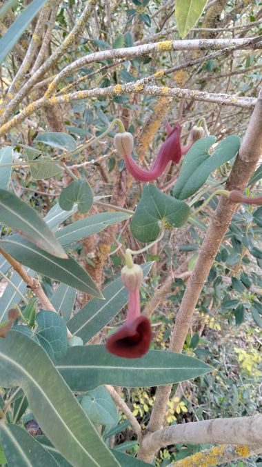 Solerantonio2 en Hamelin: Flora  (Hornachuelos), Aristolochia baetica, Planta