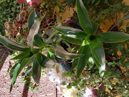 Evelu1881 en Hamelin: Flora, Callisia fragrans