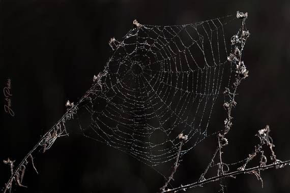 Justi en Hamelin: Fauna  (Sant Celoni), La tela de araña es una estructura única en la naturaleza. Están construidas con sumo mimo y de manera muy metódica...