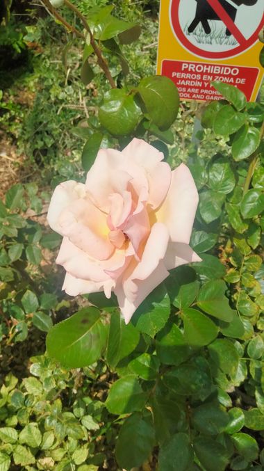 Solerantonio2 en Hamelin: Flora  (Carretera de Ronda), Rosa de jardin