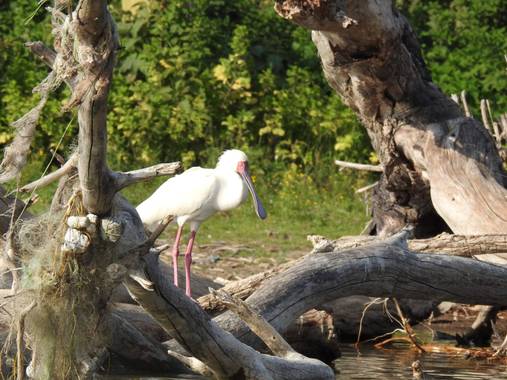 olaya96fg en Hamelin: Fauna  (Nakuru), Platalea alba Scopoli, 1786, #Aves21