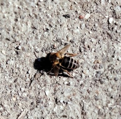 Solerantonio2 en Hamelin: Fauna  (Níjar), Insecto