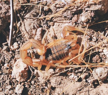 Solerantonio2 en Hamelin: Fauna  (Níjar), Escorpión amarillo