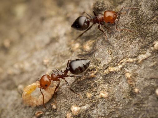 Antonio Jesús Palma Aranda en Hamelin: Fauna  (Lora del Río), 2/3 - Crematogaster scutellaris
En Andalucía se las conoce también como morito o fraile. 

➡️...