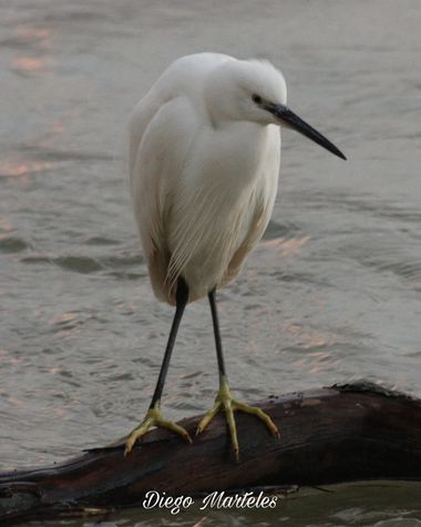Diego en Hamelin: Fauna  (Zaragoza), #garcetacomun #egrettagarzetta #aves #ebro #zaragoza #canon 