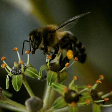 Carlos en Hamelin: Fauna  (Talavera de la Reina), Apis Mellifera recolectando néctar y polen. 