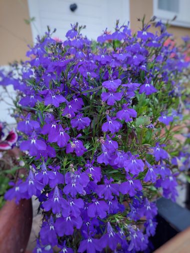 Mpinfante en Hamelin: Flora, Lobelia erinus