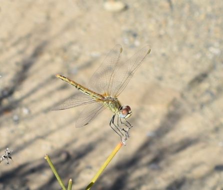 Solerantonio2 en Hamelin: Fauna  (Santa Cruz de Marchena), Insecto