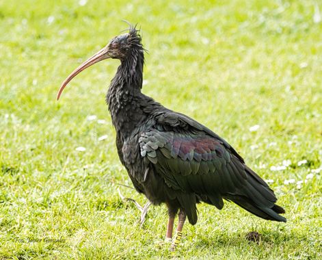 Fco. Javier González en Hamelin: Fauna  (Vigo), Geronticus eremita (Linnaeus, 1758), #aves 