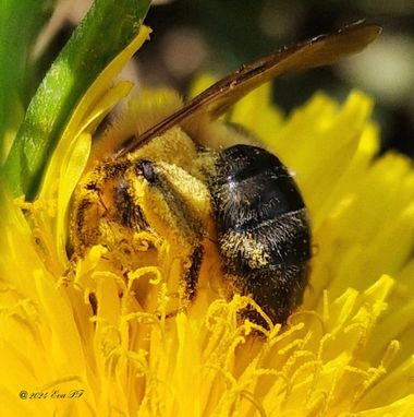 Eva.160968 en Hamelin: Observación  (Jette), #insectos 
