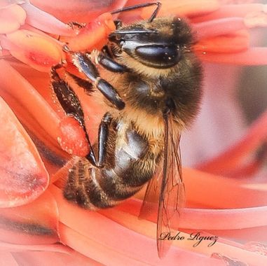 PEROMA_PHOTO en Hamelin: Fauna  (Vélez-Málaga), Qué hariamos sin nuestras abejas? 