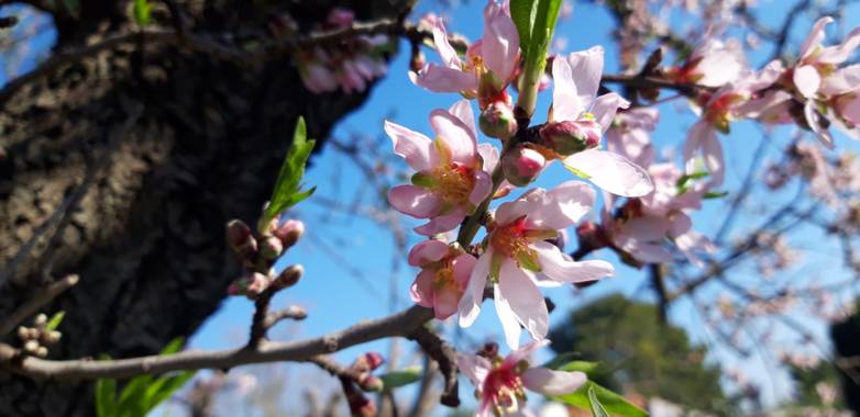 S.- en Hamelin: Flora  (Chulilla), Prunus dulcis, #FlorDeAlmendro #SinFiltros #flora21 