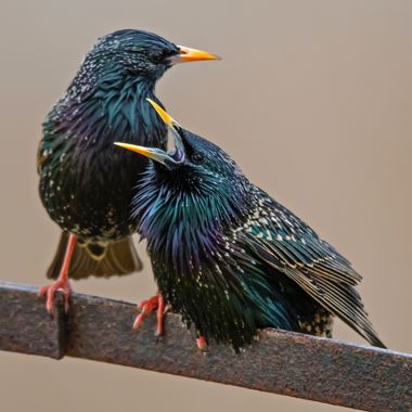 Ignicapillus en Hamelin: Fauna  (Castelló d'Empúries), Sturnus vulgaris Linnaeus, 1758, Estornino pinto III
El estornino pinto es una de las aves más abund...
