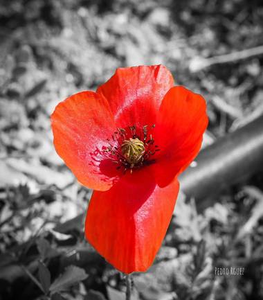 PEROMA_PHOTO en Hamelin: Flora  (Cártama), Papaver rhoeas, En algunas culturas se le ha asociado con la felicidad y el amor. En otras con la soledad, la ri...